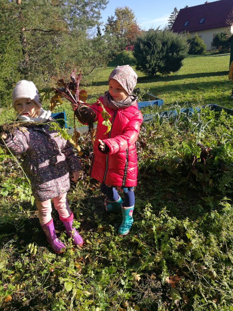 dwie dziewczynki trzymają wcześniej wyrwane buraki