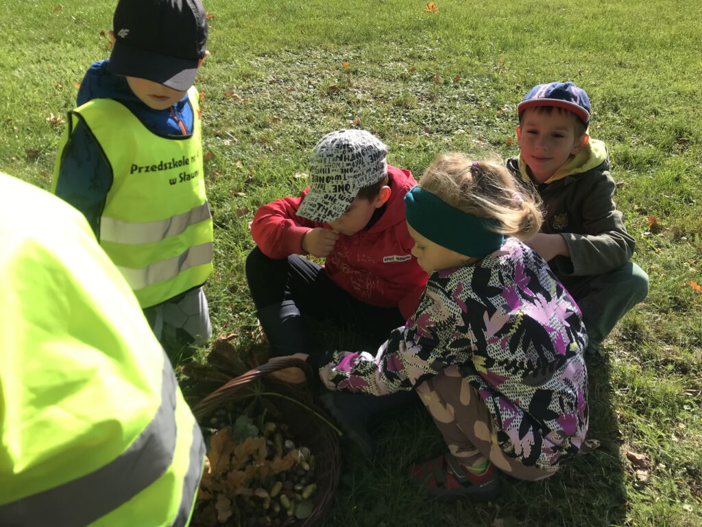 Dzieci z przedszkola zbieraja do koszyka kasztany i żołędzie. Zebrany materiał zaniosa do swojego kącika przyrody