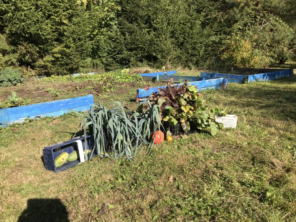 To zdjęcie przedstawia wszytskie warzywa jakie dzieci wyrwały z przedszkolnego ogrodu. Teraz zaniosa je do przedszkolnej kuchni