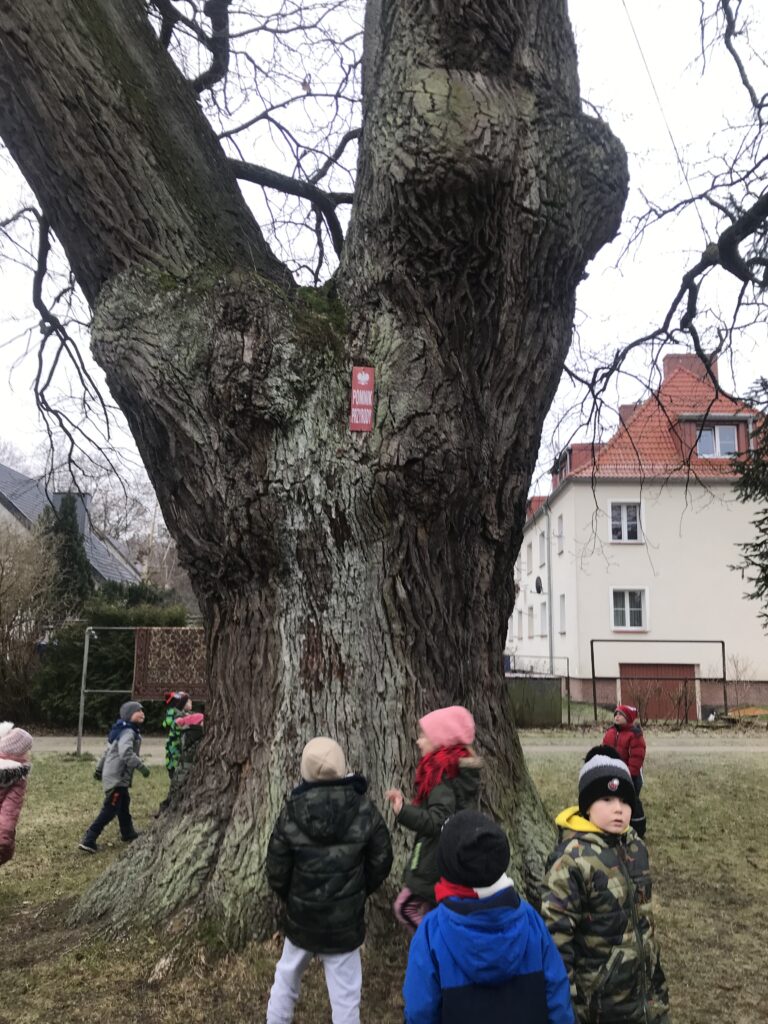 Dzieci z grupy starszaków poszły oglądać prawdziwy pomnik przyrody rosnący w okolicy przedszkola. Szukały na nim specjalnej tabliczki informującej, że drzewo jest pod ochroną.