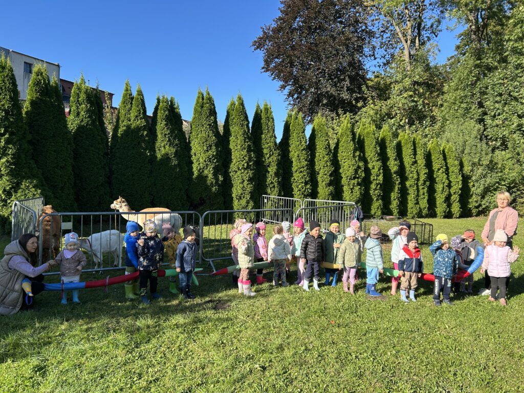 Dzieci stoją w przedszkolnym ogrodzie przy zwierzętach , ktore do nich przyjechały. Za ogrodzeniem znajduja się  alpaki, kozy i  króliki. Za chwile będą mogły je poglaskac i pobawić sie z nimi . 