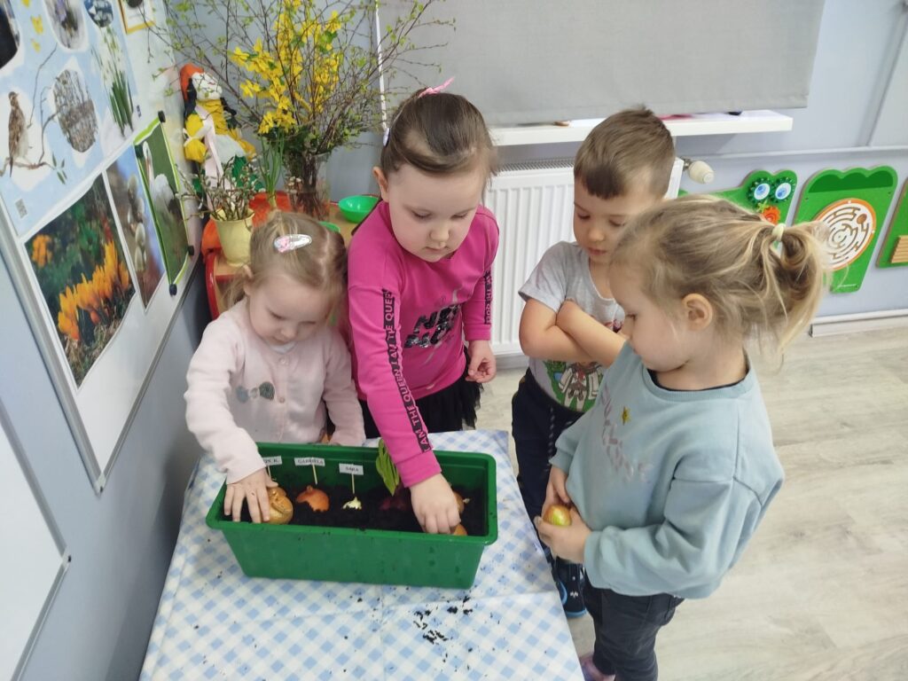 Dzieci stoją w sali przedszkolnej przy kąciku przyrody. Każdy MALUCH będzie sadził swoja cebulke do doniczki żeby wyhodowac pyszny i zdrowy szczypiorek. 