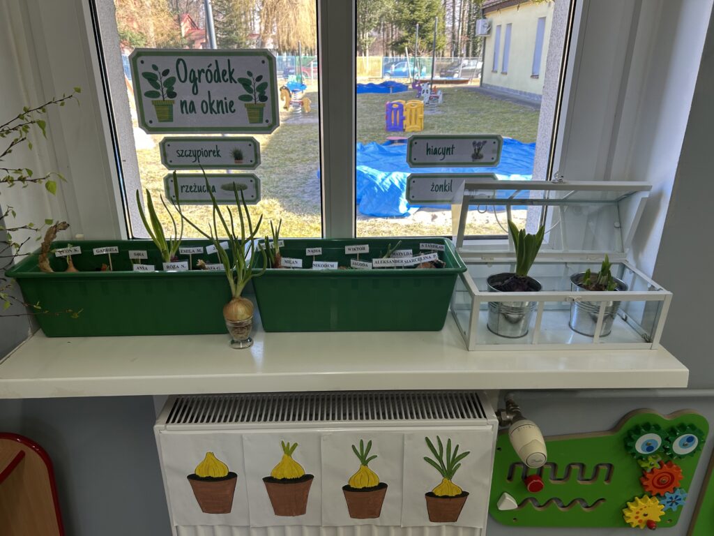zdjęcie przedstawia ogrodek założony w sali przedszkolnej w kąciku przyrody. W doniczkach dzieci posadziły cebulkę, na parapecie stoja kwiatki-hiacynt i zonkil. Teraz przedszkolaki będa obserwowac wzrost roślin