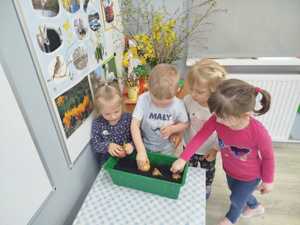 Sadzenie cebuli w sali przedszkolnej. Dzieci zakładaja w sali zielony ogródek. 