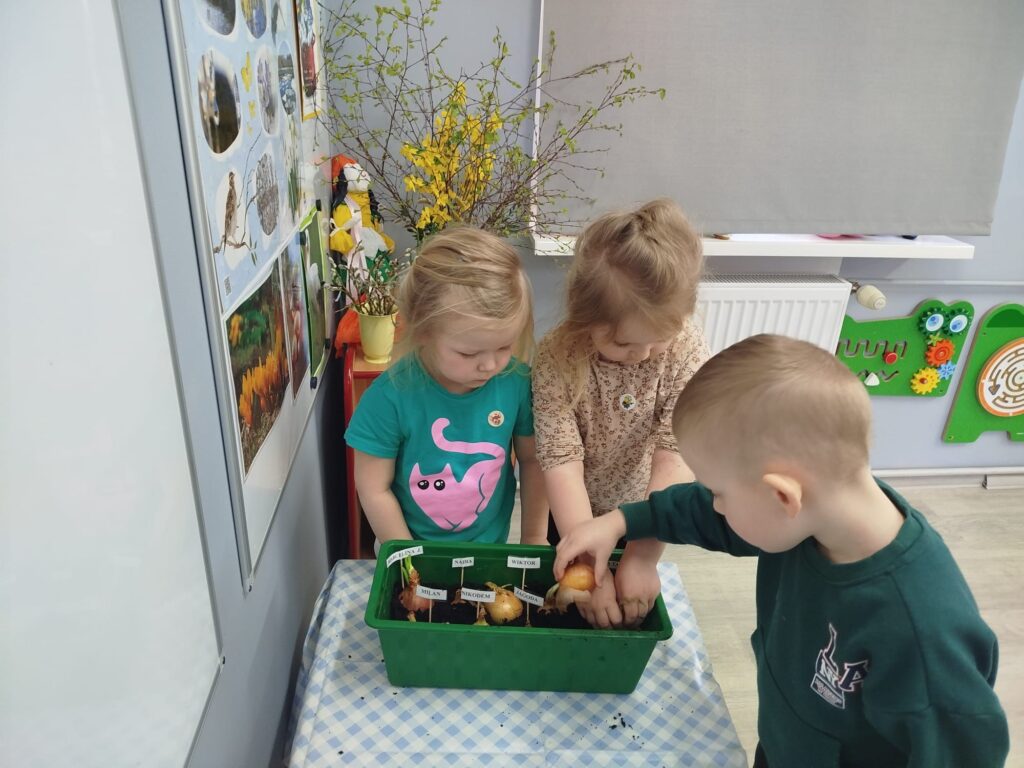 Maluchy chcą wyhodowac szczypiorek, więc postanowiły zasadzić w kąciku przyrody cebulke . 